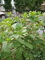 Raisin d'Amerique (Phytolacca americana) (Lyon, Vaise, 2020-06) (1)